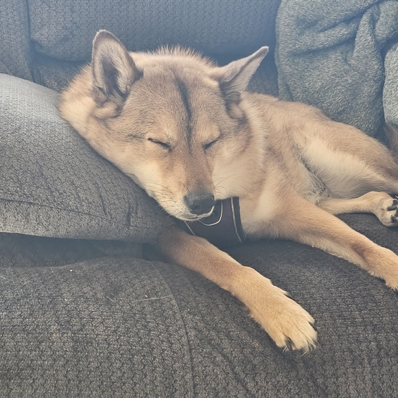 Meet your Posher, Jodie - Picture 1 of 2